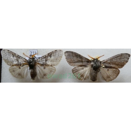 Calliteara pudibunda (Linnaeus, 1758) 2xmale Szczotecznica szarawka Czech21k